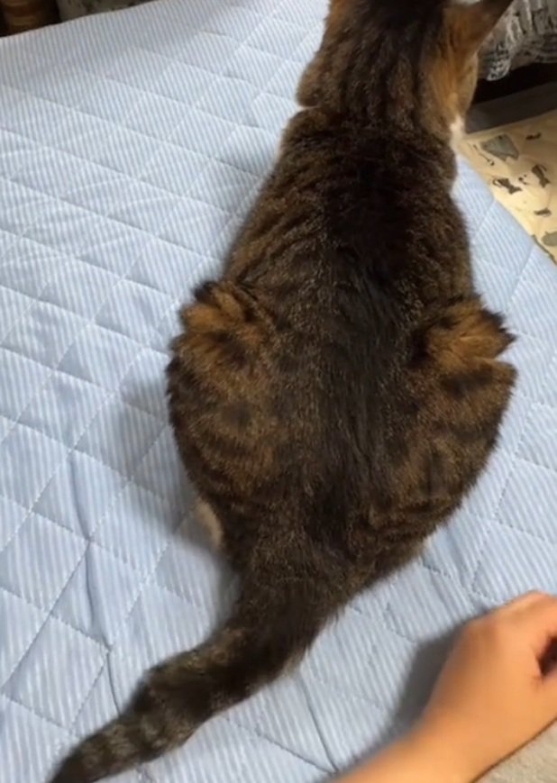 前を向く猫