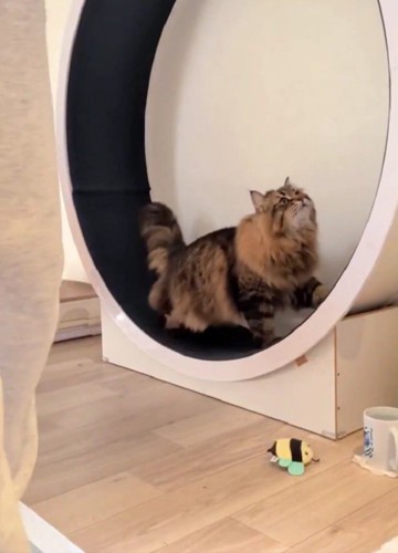 キャットホイールを使う猫