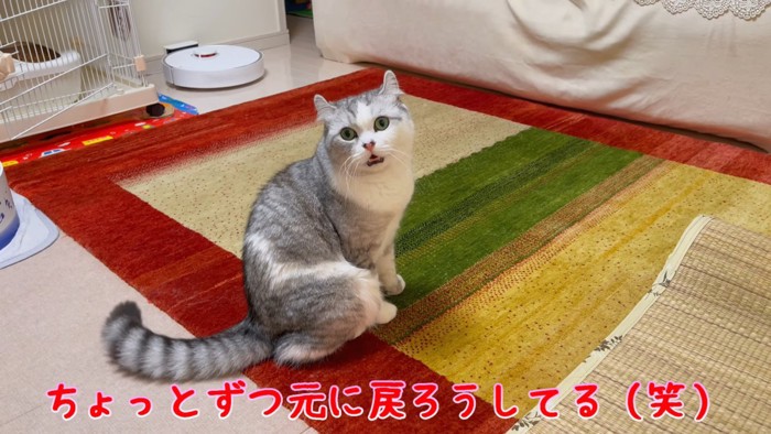 口を少し開ける猫