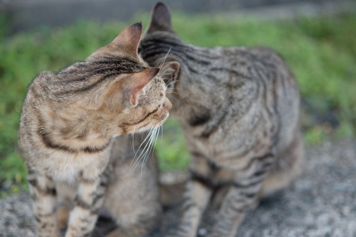 毛づくろいし合う猫