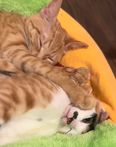 熟睡する猫