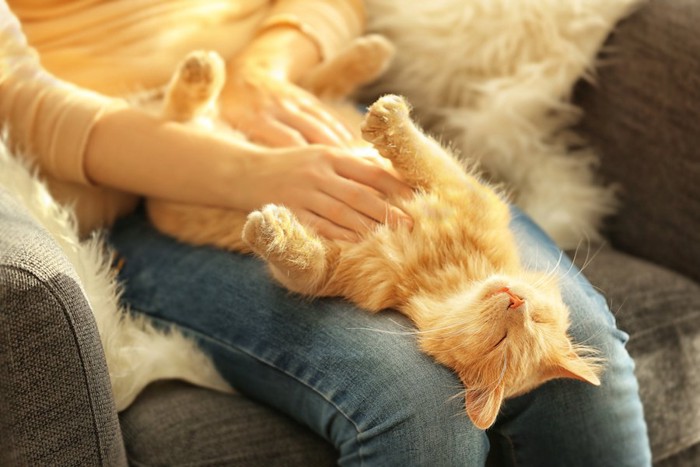 飼い主の膝の上でお腹を触られている猫