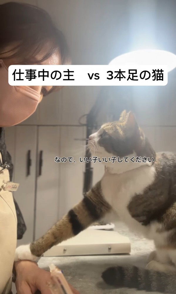 人の手にタッチする猫