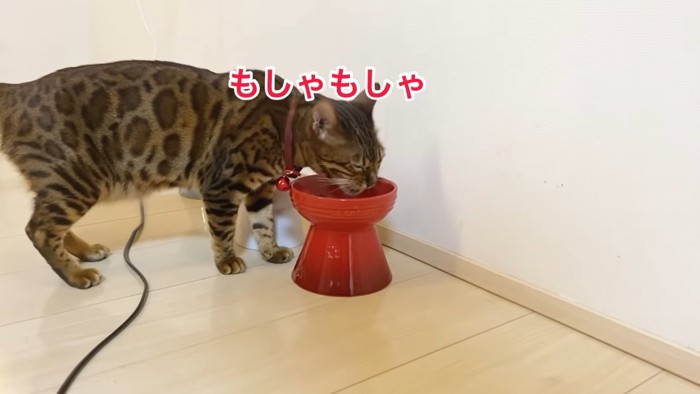 ごはんを食べる猫