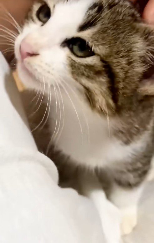 人の上に座っている子猫