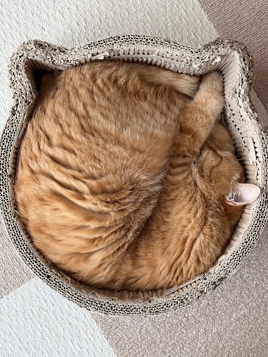 ニャンモナイト（手を爪とぎベッドの猫耳にはめてよりぎっちりはまっている）