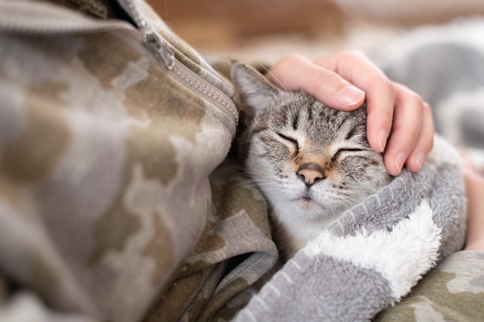飼い主に撫でられてうれしそうな猫