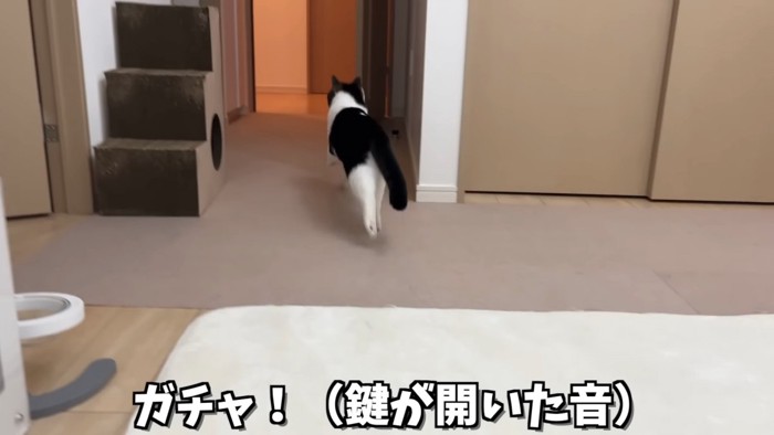 走る猫の後ろ姿