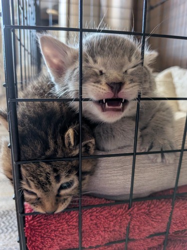 下を向いている子猫と鳴く子猫