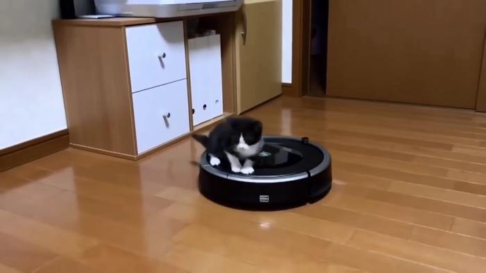 ルンバに乗る子猫