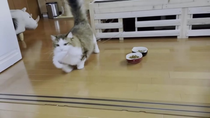 オモチャをくわえて歩く猫