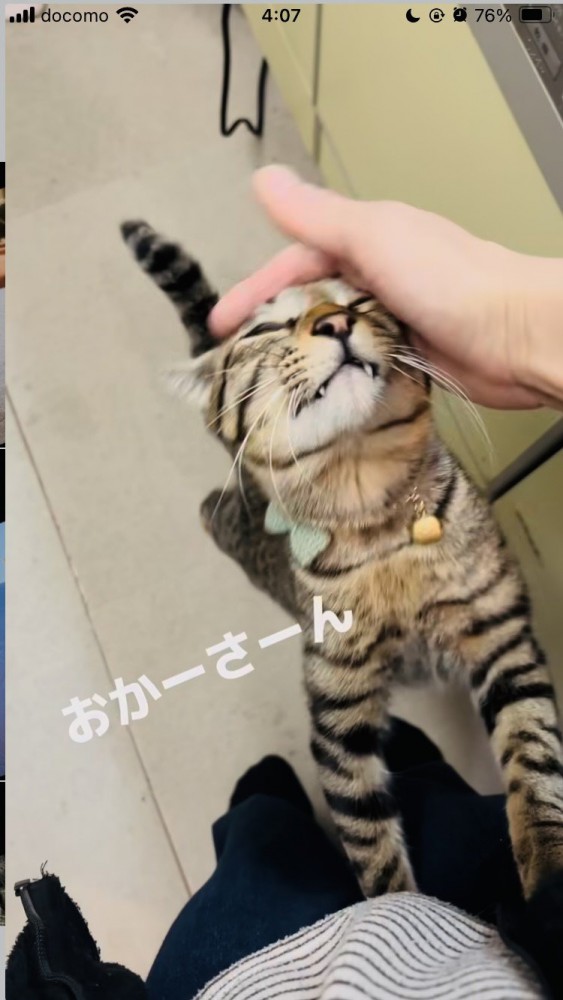 お母さんに抱っこをせがむキジトラ猫