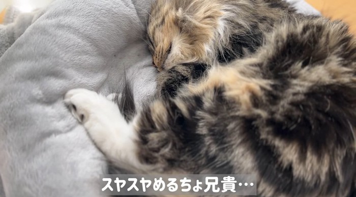 眠っている猫