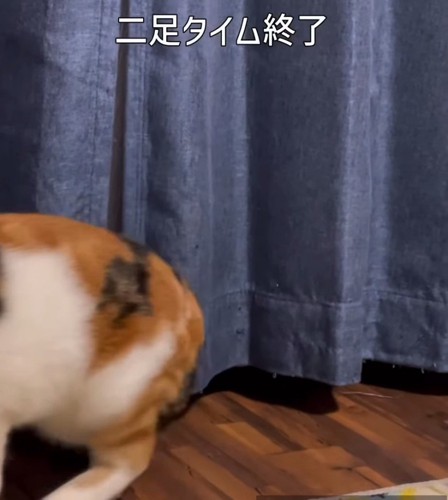 いなくなる猫