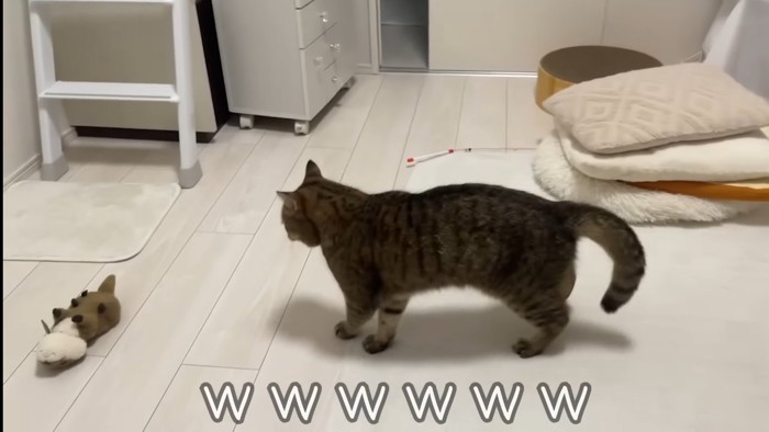 カワウソくんを見つめて