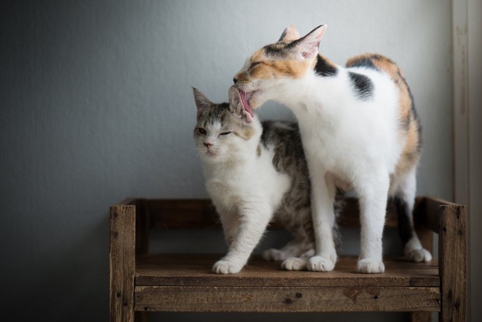 大人猫と子猫