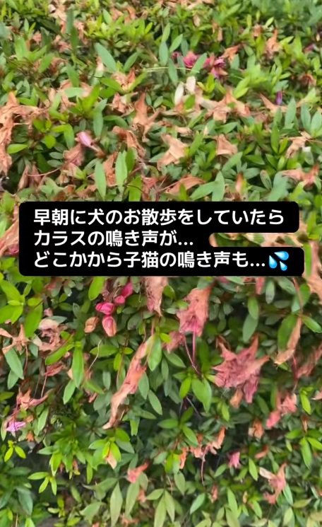 猫が隠れている植え込み