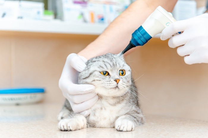 耳の診察を受ける猫
