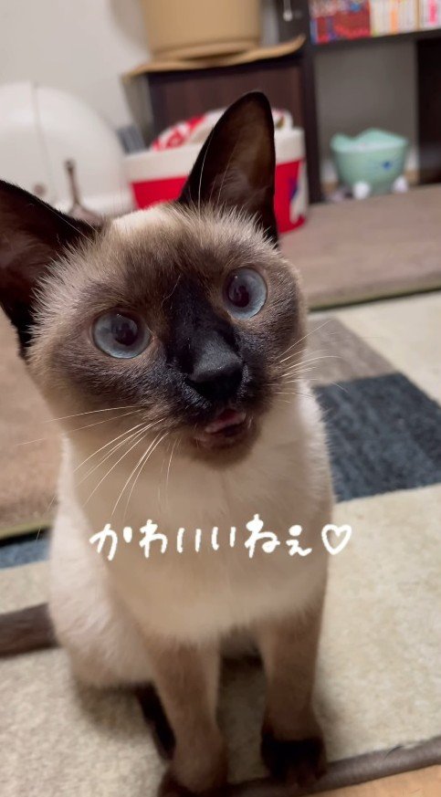 「にゃあん」と答える猫