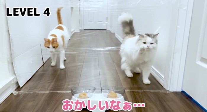 前足を伸ばす猫