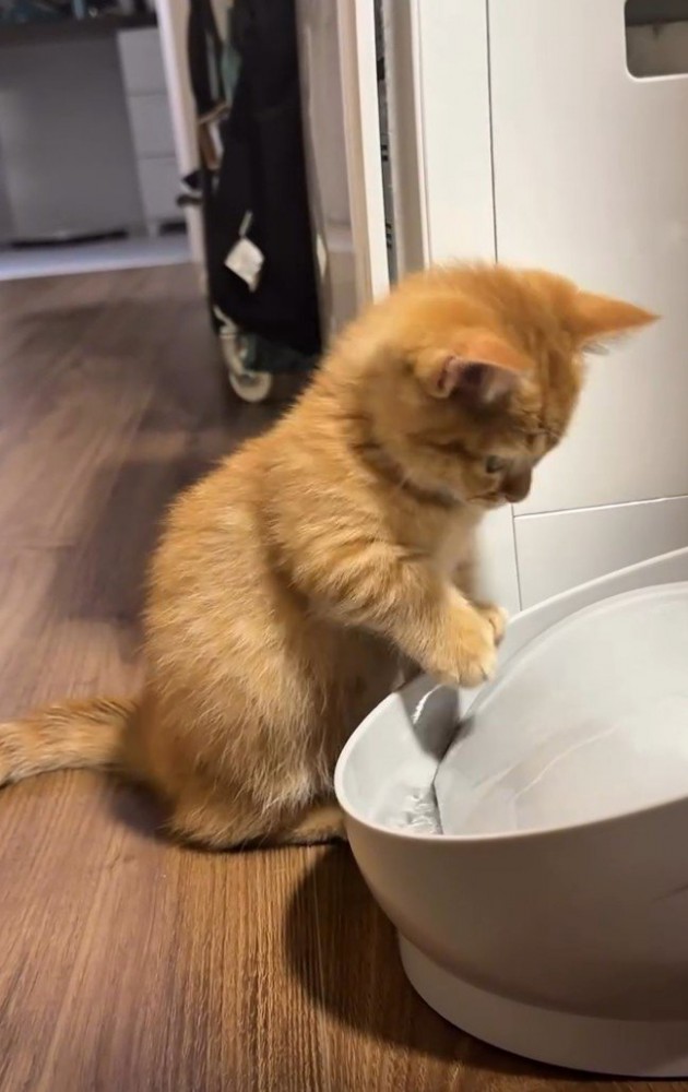 右手を伸ばす猫