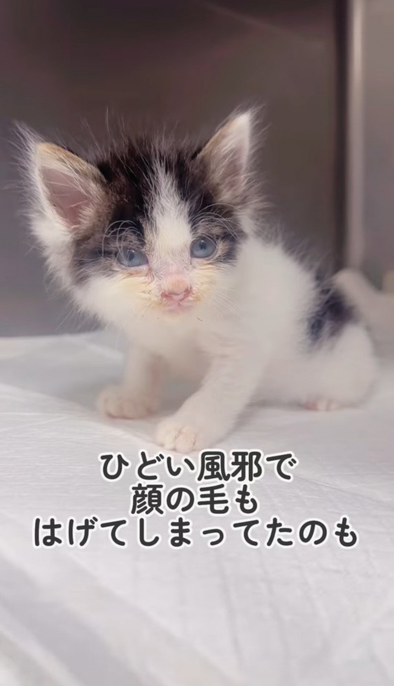 顔の毛が剥げている子猫