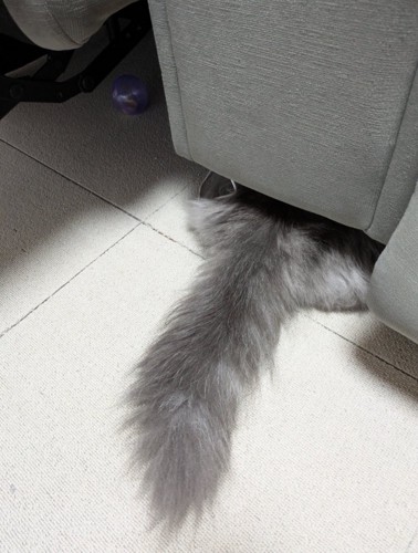 隠れる猫