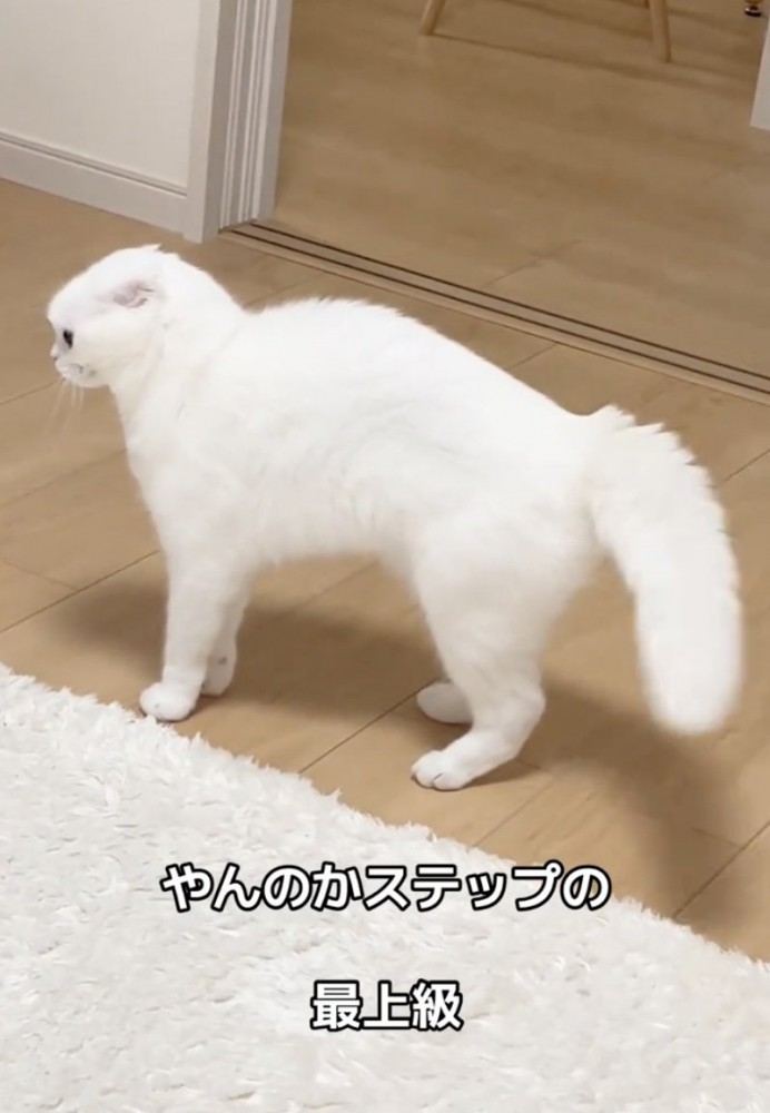 しっぽを揺らす猫