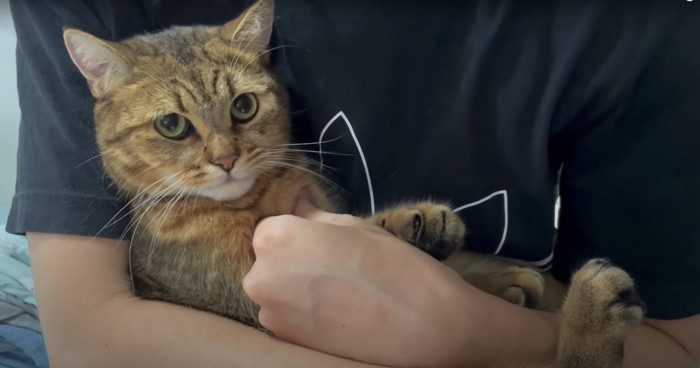 飼い主に抱っこされている猫