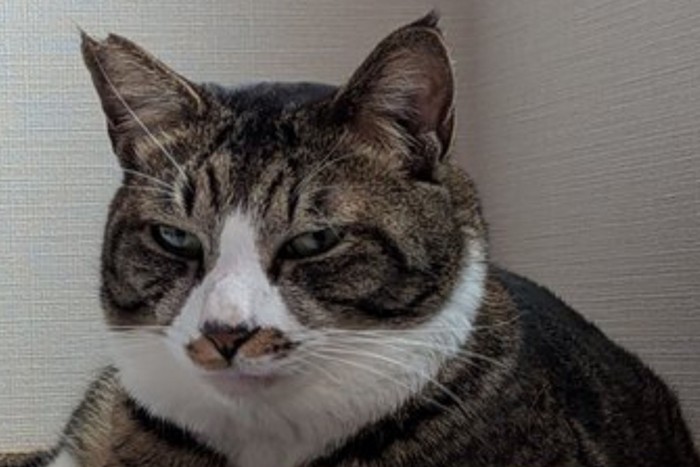 爪とぎベッドから視線を送るキジ白猫のアップ