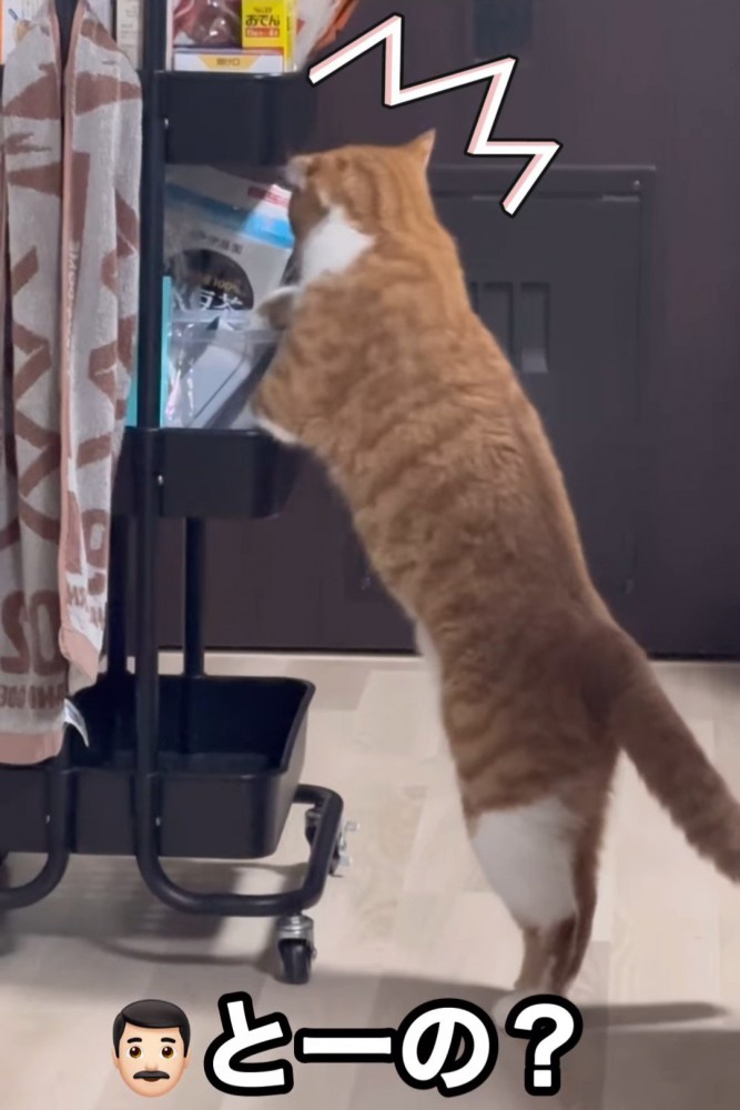 ビックリしている猫