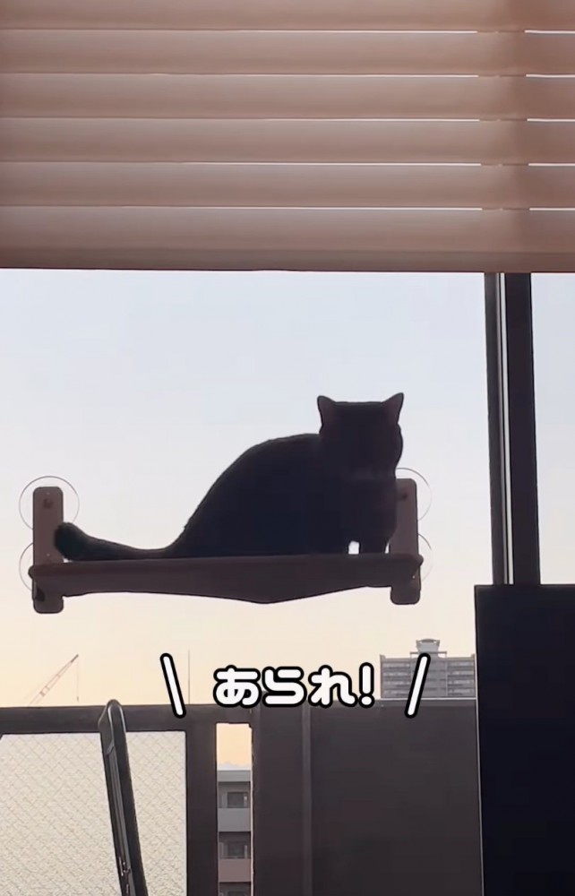 振り返る猫