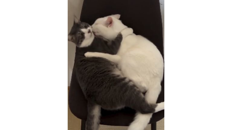 室内にいる猫