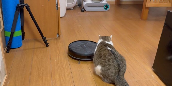 掃除ロボを攻撃する猫2