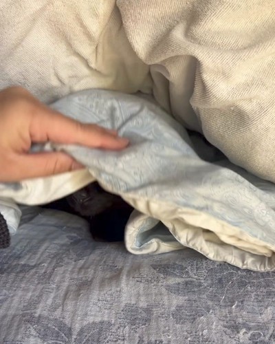 眠そうな猫