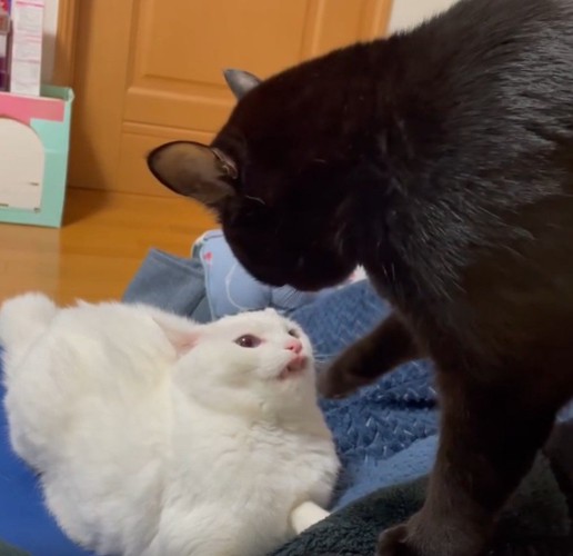 ケンカをしている2匹の猫
