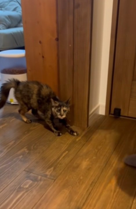 緊張してしっぽがふくらんでいる猫