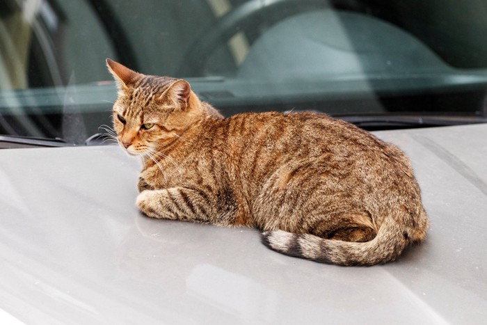 車のボンネットの上の猫