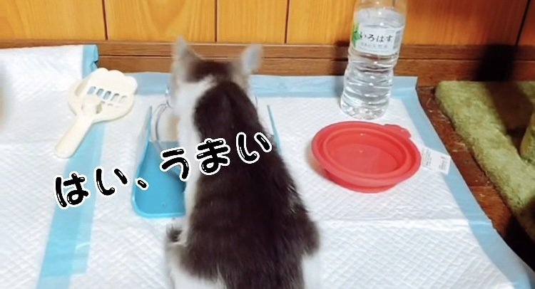 喋りながらウェットフードを食べる子猫