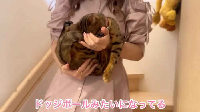 丸まる猫