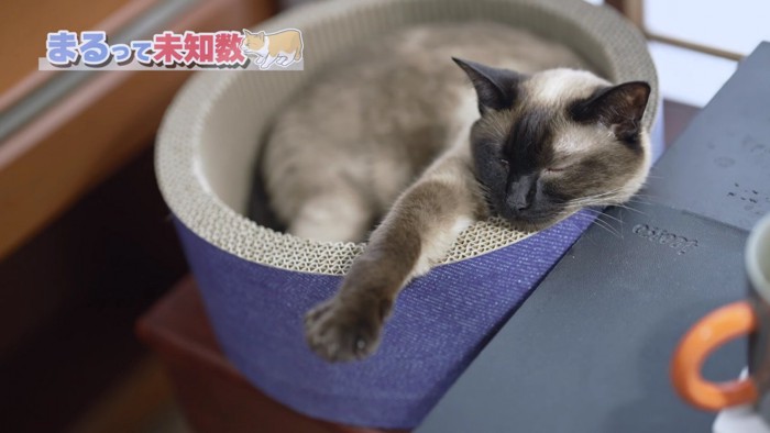 丸いベッドで眠るシャム猫