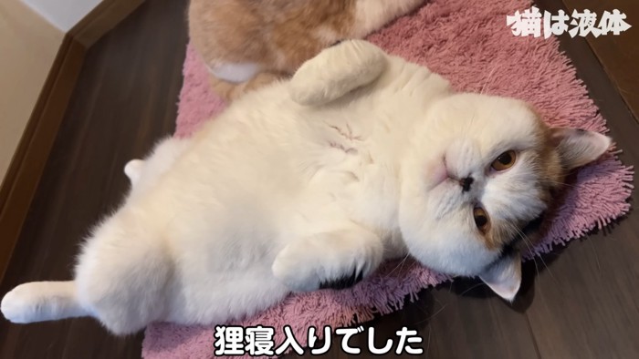 仰向けの猫