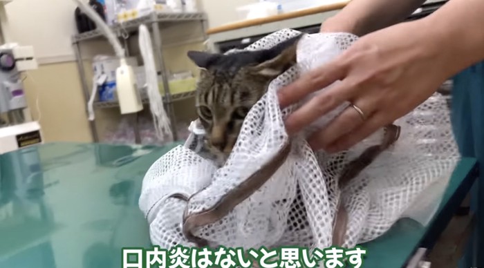 診察中の猫