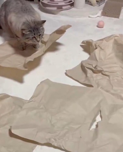 ボールは猫の横を通過したが猫は気づいていない