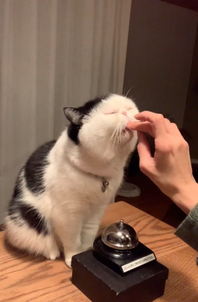 おやつをもらう猫