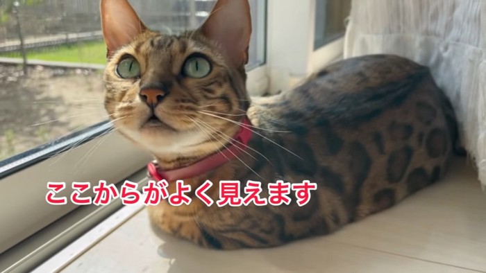 寝そべって見上げる猫