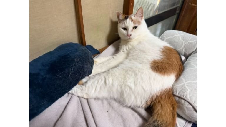 室内にいる猫