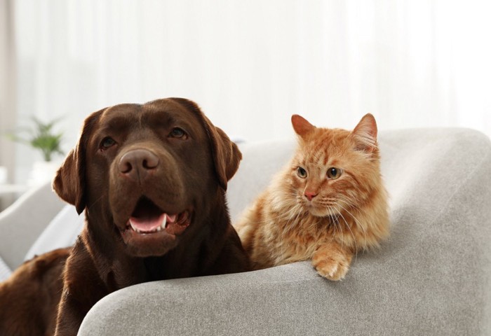 犬と猫