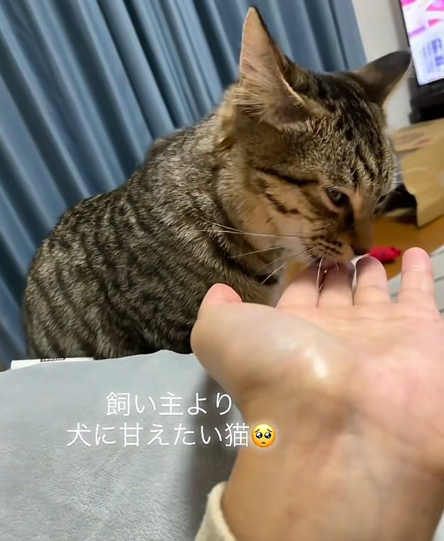 飼い主の手を舐める猫