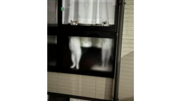 窓際にいる猫